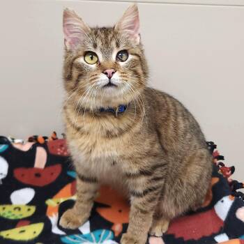 Tabby Cats Available for Adoption in Marshfield, Wisconsin - Huxley | PetCurious