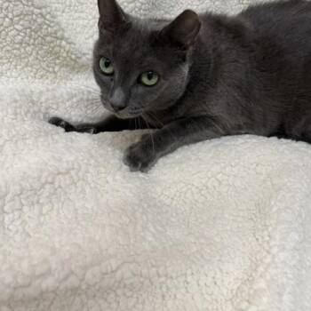 Blueberry -  Russian Blue Cat for Adoption in Gainesville, Florida - Blueberry | PetCurious