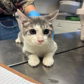 Rescue Domestic Short Hair Cats for Adoption in Ruckersville, Virginia - Portobello | PetCurious