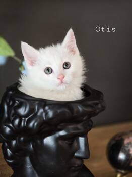 Otis -  Domestic Short Hair Cat for Adoption in Sandy, Utah - Otis | PetCurious