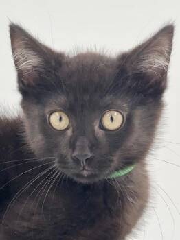 Kitten AJ -  Domestic Short Hair Cat for Adoption in Cuyahoga Falls, Ohio - Kitten AJ | PetCurious