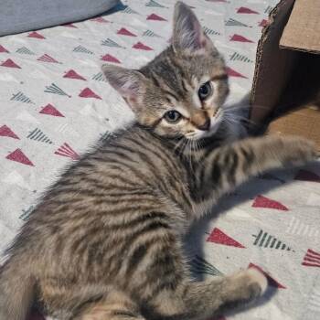 Sophie -  Tabby and Domestic Short Hair Cat for Adoption in East Amherst, New York - Sophie | PetCurious