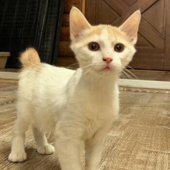 Fava Bean -  Extra Toes Cat Hemingway Polydactyl and Domestic Short Hair Cat for Adoption in Friendswood, Texas - Fava Bean | PetCurious