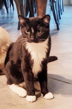 Maverick Foote -  Domestic Short Hair Cat for Adoption in Chandler, Arizona - Maverick Foote | PetCurious