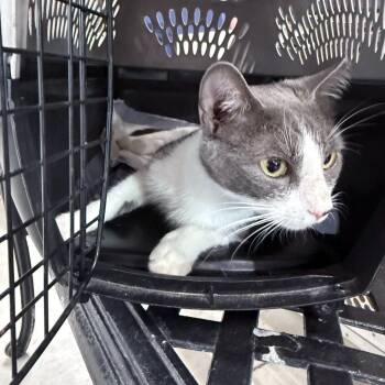 Ivy -  Domestic Short Hair Cat for Adoption in Springfield, Georgia - Ivy | PetCurious