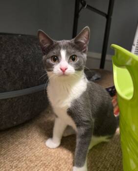 Rescue Russian Blue and Domestic Short Hair Cats for Adoption in Lombard, Illinois - Stella | PetCurious
