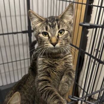 Rescue Domestic Short Hair Cats for Adoption in Rochester, Minnesota - Skyloon | PetCurious