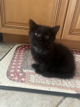 Rescue Domestic Medium Hair Cats for Adoption in Randolph, Massachusetts - Chill Chiffon | PetCurious