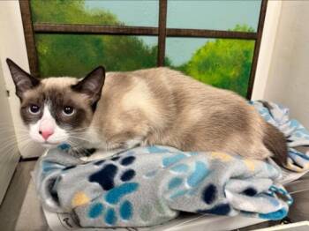 Snowshoe and Domestic Short Hair Cats Available for Adoption - RITA | PetCurious