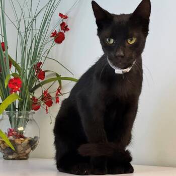 Pharaoh -  Domestic Short Hair Cat for Adoption in Syosset, New York - Pharaoh | PetCurious