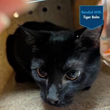 Midnight Munchies -  Domestic Short Hair Cat for Adoption in Baltimore, Maryland - Midnight Munchies | PetCurious