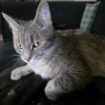 Domestic Short Hair Cats Available for Adoption in Monroe, Michigan - Eleanor | PetCurious