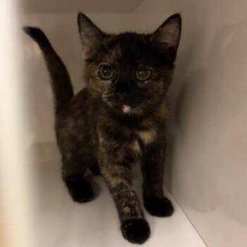 Bell -  Domestic Short Hair Cat for Adoption in Redwood City, California - Bell | PetCurious