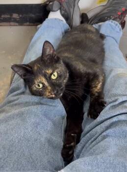 Rescue Domestic Short Hair Cats for Adoption in Woodstock, Virginia - Quinn | PetCurious