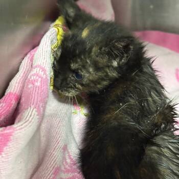 Molly -  Domestic Short Hair Cat for Adoption in Newark, New Jersey - Molly | PetCurious