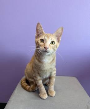 Sunny -  Tabby and Domestic Short Hair Cat for Adoption in High Ridge, Missouri - Sunny | PetCurious