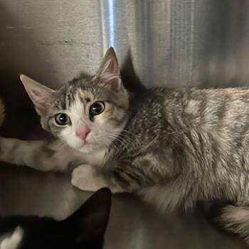 Whisper -  Domestic Short Hair Cat for Adoption in Knoxville, Tennessee - Whisper | PetCurious