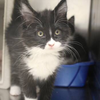 Paris -  Domestic Medium Hair Cat for Adoption in Yucca Valley, California - Paris | PetCurious