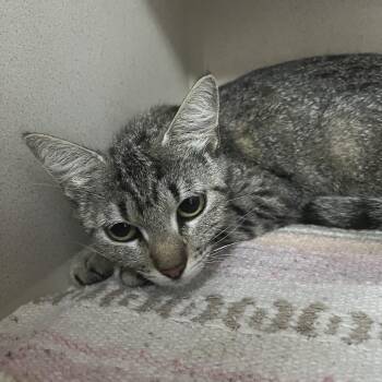 Domestic Short Hair Cats Available for Adoption in Lakeland, Florida - Scarlett | PetCurious