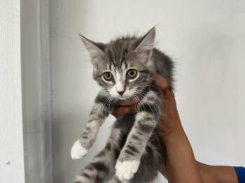 BLOSSOM -  Domestic Short Hair Cat for Adoption in San Bernardino, California - BLOSSOM | PetCurious