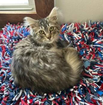 Ofelia -  Domestic Long Hair Cat for Adoption in Reeseville, Wisconsin - Ofelia | PetCurious