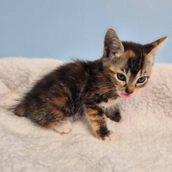 Chai Latte -  Domestic Short Hair Cat for Adoption in Wahiawa, Hawaii - Chai Latte | PetCurious