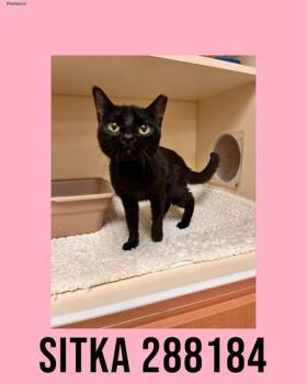 Domestic Short Hair Cats Available for Adoption - SITKA | PetCurious