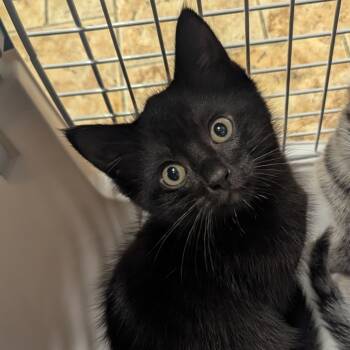 Rescue Domestic Short Hair Cats for Adoption in Aberdeen, Washington - Poly 2 | PetCurious