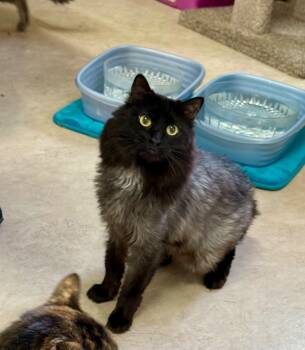 Rescue Domestic Short Hair Cats for Adoption in Sherwood, Oregon - Portico | PetCurious