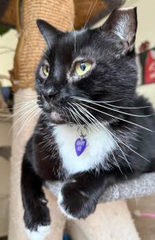 Rescue Domestic Short Hair Cats for Adoption in Philadelphia, Pennsylvania - Landon | PetCurious