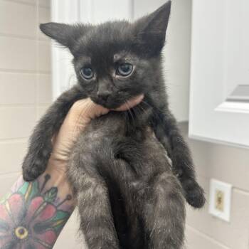 Domestic Short Hair Cats Available for Adoption in Huntsville, Alabama - Spunky | PetCurious