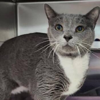 Scout Manassas -  Domestic Short Hair Cat for Adoption in Merrifield, Virginia - Scout Manassas | PetCurious