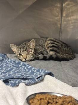 HARPER -  Domestic Short Hair Cat for Adoption in Albuquerque, New Mexico - HARPER | PetCurious