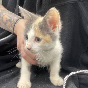 Iris -  Domestic Short Hair Cat for Adoption in San Gabriel, California - Iris | PetCurious