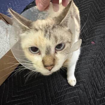 Sparks -  Domestic Short Hair Cat for Adoption in Eureka Springs, Arkansas - Sparks | PetCurious
