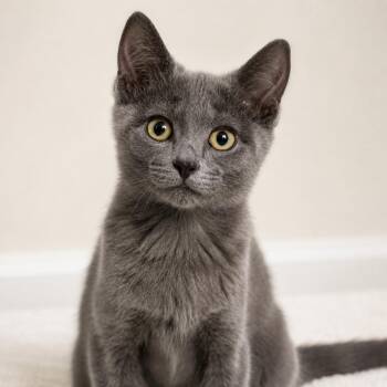 Windmill -  Domestic Short Hair Cat for Adoption in Pontiac, Michigan - Windmill | PetCurious