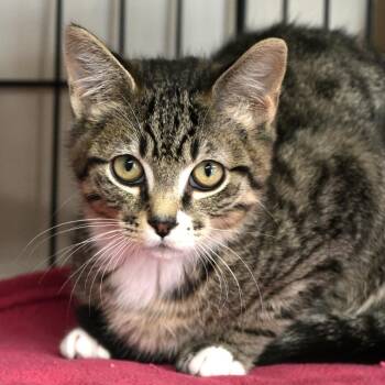 Domestic Short Hair Cats Available for Adoption in Chilliwack, British Columbia - Rico | PetCurious