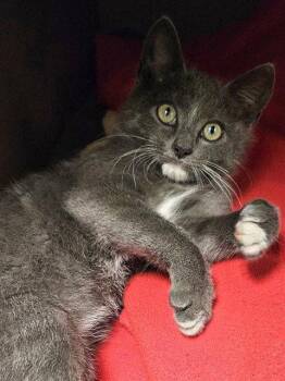 KITTY TAT -  Domestic Short Hair Cat for Adoption in Clyde, North Carolina - KITTY TAT | PetCurious