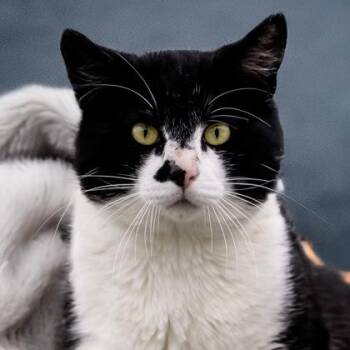 Hubert (BARN CAT) -  Domestic Short Hair Cat Available for Adoption in Camano, Washington - Hubert (BARN CAT) | PetCurious