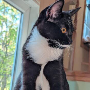 Alex -  Domestic Short Hair Cat for Adoption in Chaska, Minnesota - Alex | PetCurious