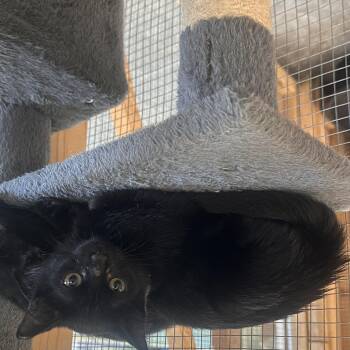 Starlight -  Domestic Short Hair Cat for Adoption in Englewood, Florida - Starlight | PetCurious