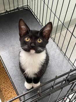 Olivia -  Domestic Short Hair Cat for Adoption in Covington, Virginia - Olivia | PetCurious