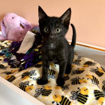 Seinfeld kittens - Jerry -  Domestic Short Hair Cat for Adoption in Washington, District Of Columbia - Seinfeld Kittens - Jerry | PetCurious