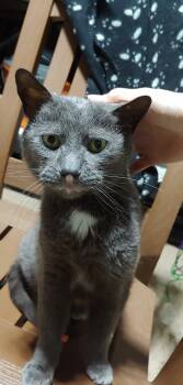 Floyd -  Domestic Short Hair Cat for Adoption in Hamilton, Ontario - Floyd | PetCurious