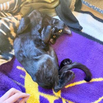 Pan -  Domestic Short Hair Cat for Adoption in Agoura Hills, California - Pan | PetCurious