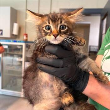 Walmart -  Domestic Short Hair Cat for Adoption in Huntington, West Virginia - Walmart | PetCurious