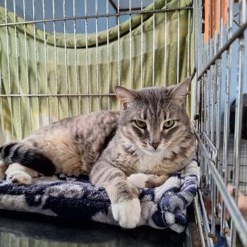 Teagan -  Domestic Short Hair Cat for Adoption in Clarinda, Iowa - Teagan | PetCurious