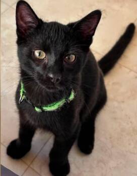 Flash -  Domestic Short Hair Cat for Adoption in St. Ignace, Michigan - Flash | PetCurious