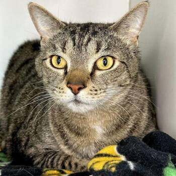 Domestic Short Hair Cats Available for Adoption in Matteson, Illinois - Potato | PetCurious