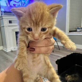 Domestic Short Hair Cats Available for Adoption in Jasper, Indiana - Bo | PetCurious